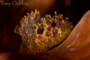 Scorpionfish in a Barrel Sponge by Tony Cherbas 